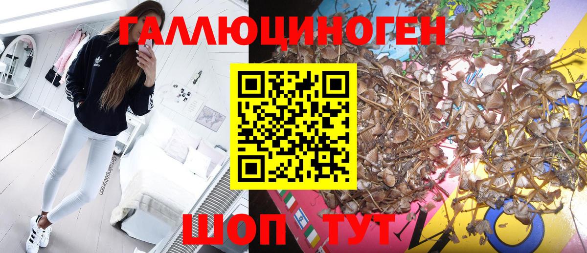 Елец  Псилоцибиновые грибы GOLDEN TEACHER  сколько стоит  Вход с VPN 